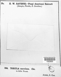 Torula maculans image